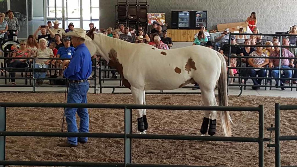 Horse Training Hypothesis
