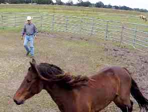 Wild Mustangs