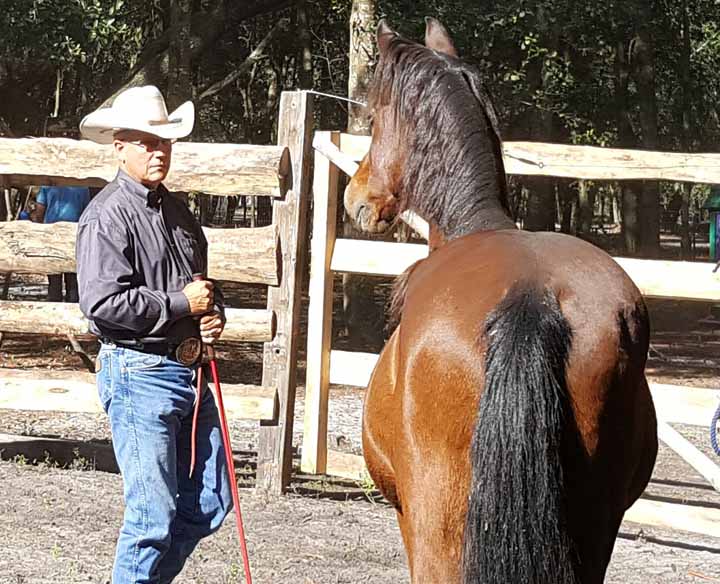 5 Qualities Horse Trainers Need