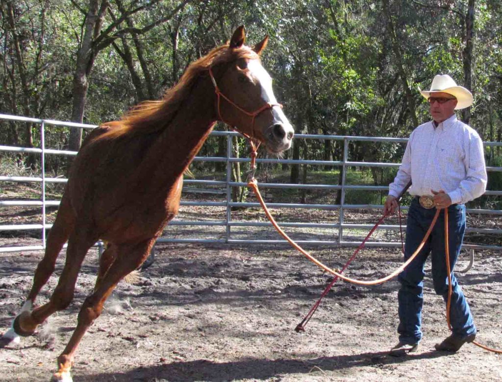 Training horse in the round pen
