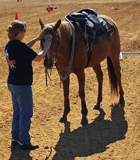 Training Horses involves many pieces