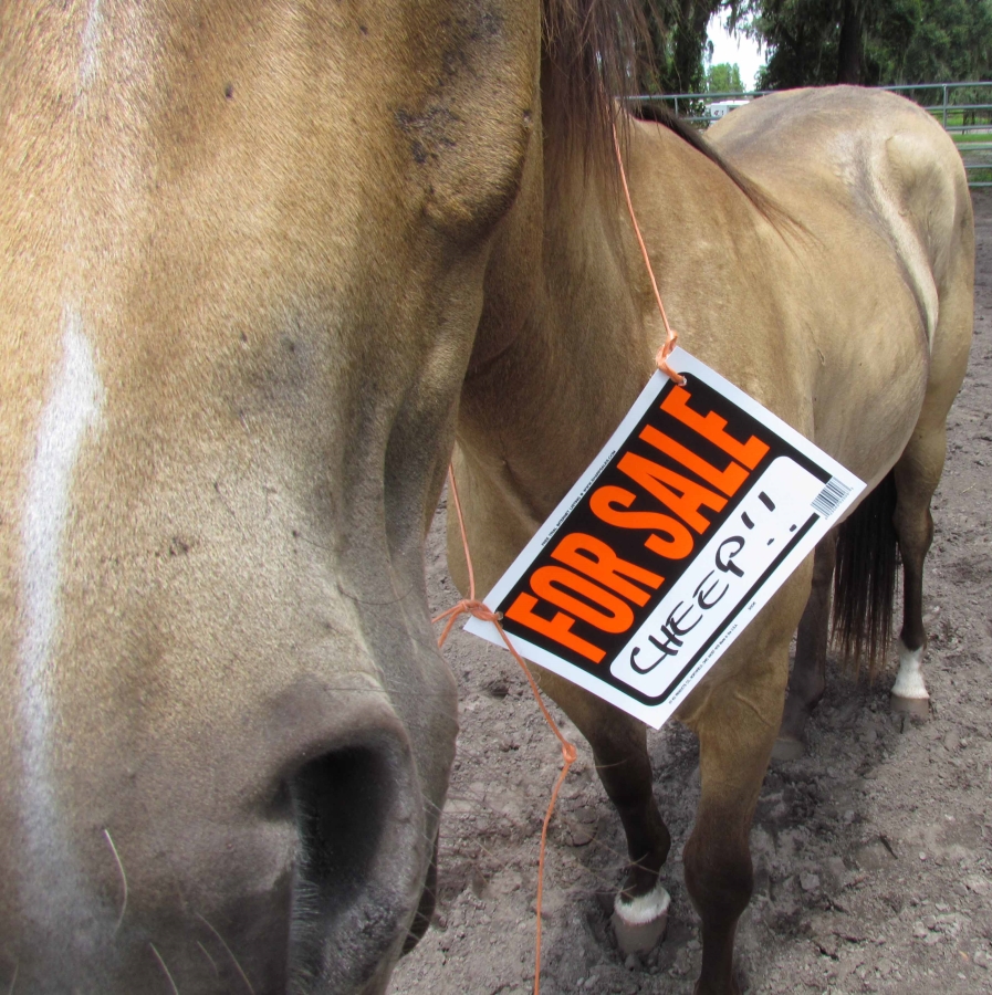 Horse for sale? Buying a new horse?