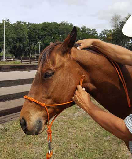 Using rope halters