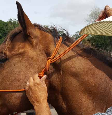 Proper tying using a rope halter