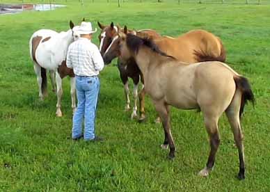 Bolo Herd