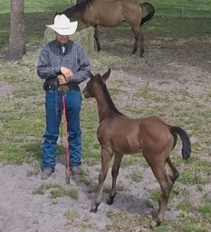 Working with foals