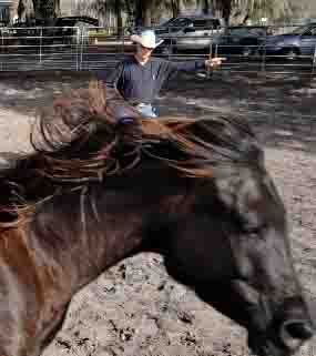 Round Pen Training
