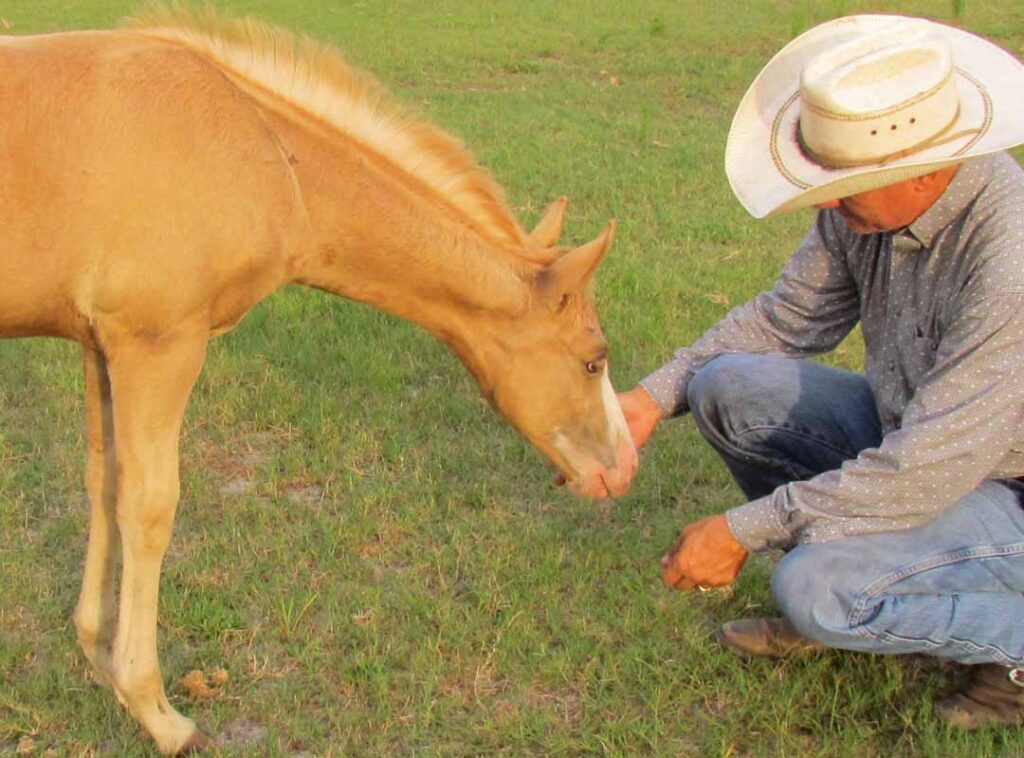 Bolo Hunt - Working with Foals
