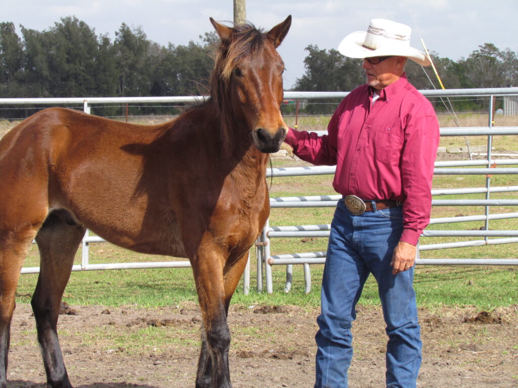 Train Your Horse
